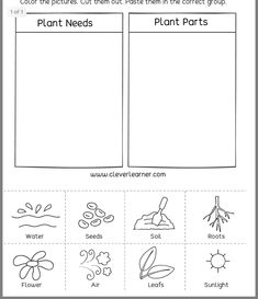 the plant life cycle worksheet for kids