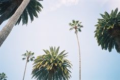 palm trees and blue sky with white clouds in the backgrounnd, taken from below