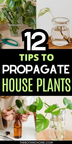 A guide showing simple steps to propagate plants in water, featuring jars with healthy cuttings and tips for growing beautiful house plants in water. House Plants In Water, Plants To Propagate In Water, Propagate House Plants, Propagate In Water, Plants To Propagate, Plants From Cuttings, Plants Grown In Water, Water Propagation