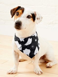 a dog wearing a bandana sitting on the floor