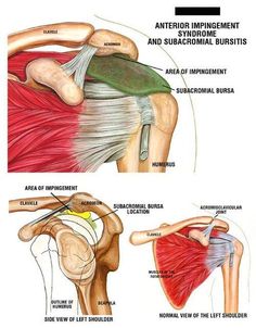 an image of the back and shoulder muscles in this medical manual, with instructions on how to