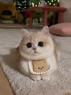 a cat is sitting on the floor wearing a bib