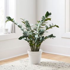 a potted plant sitting on top of a white rug