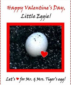 Happy Valentines Little solo Owl Egg/ Happy Valentines, Happy Valentine, Egg, Valentines, Valentine's Day