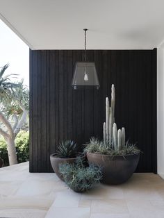 two large potted plants sitting on top of a white floor next to a black wall