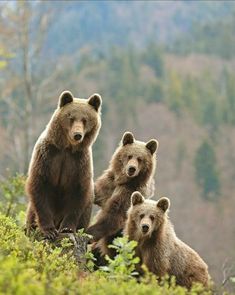 three brown bears sitting on top of a lush green hillside