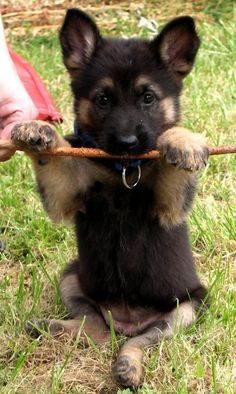 a small dog holding on to a stick in it's mouth while being held by someone