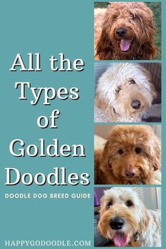 Titie: All the Types of Golden Doodles: Doodle Dog Breed Guide with 4 different types of Goldendoodles in various colors, sizes, and generations Flat Coat Goldendoodle, Doodles Dogs Breeds, Golden Doodle Full Grown, Mini Golden Doodle Full Grown, Teddy Bear Cut Goldendoodle, Big Goldendoodle, Golden Doodle Haircut Styles, Parti Goldendoodle