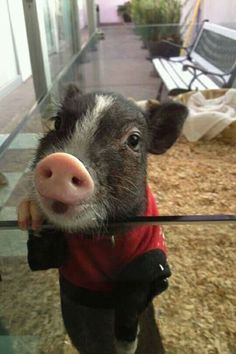 a small pig wearing a red shirt and standing in front of a glass table with chairs