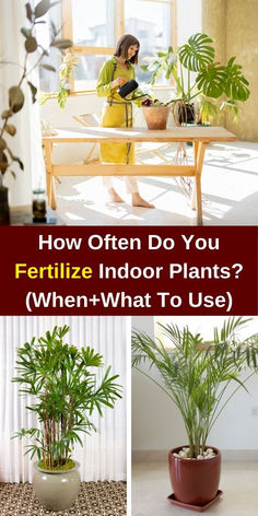 how often do you fertilize indoor plants when - what to use?