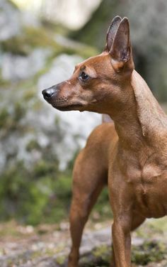 a small brown dog standing on top of a grass covered field next to a forest