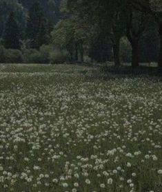 a field full of white dandelions with trees in the background