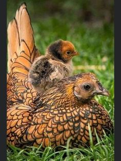 two baby chickens sitting on top of each other in the grass with their wings spread