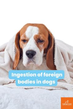 Ingestion of Foreign Bodies in Dogs. Foreign bodies are items that originate outside the animal's own bodily systems. Large or irregularly-sized items may become lodged somewhere along the gastrointestinal tract and cause the animal to need emergency medical care. Some breeds are known for their indiscriminate eating habits (Labrador retrievers) and young animals and puppies are at greater risk. Gastrointestinal Tract, Young Animal, Labrador Retrievers, Emergency Medical, Medical Care, Eating Habits, Labrador Retriever, Labrador, Medical