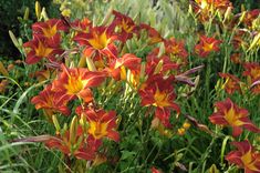 many red and yellow flowers in the grass