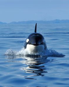 an orca swimming in the water with its head above the water's surface