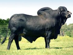 a large black cow standing on top of a lush green field