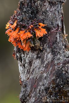 an orange flower is growing on the bark of a tree