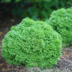 some very pretty green bushes in the dirt