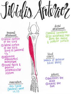 a diagram of the muscles and their major functions in human anatomy, including the bones