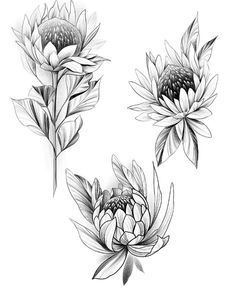 three black and white flowers with leaves on the stems, one is drawn in pencil