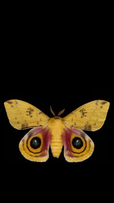 a close up of a moth on a black background with an orange and yellow color scheme