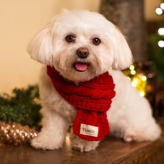 a small white dog with a red scarf around it's neck sitting on a table