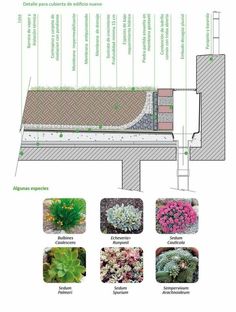 an overview of the different types of plants