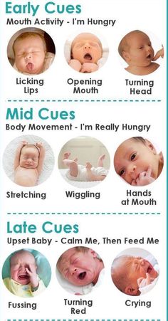 the baby info sheet is full of different things to know about babies and how they can help