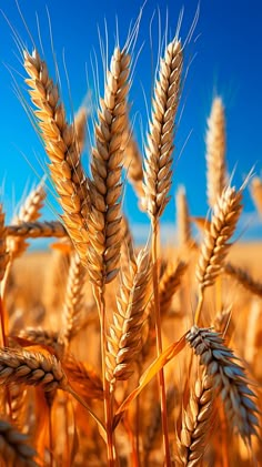 a close up view of some wheat in the field with blue sky behind it,