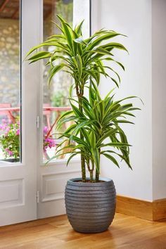 a large potted plant sitting on top of a wooden floor next to a window