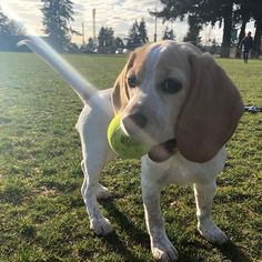 a dog holding a tennis ball in it's mouth while standing on the grass