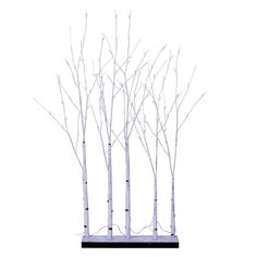 four white birch trees with no leaves on them