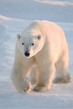 a polar bear is walking in the snow