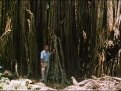 a man standing in the middle of a forest