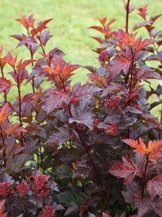 some red and purple plants in the grass near a field with green grass behind them