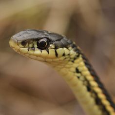 a black and yellow snake with it's head turned to the side looking straight ahead