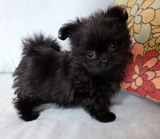 a small black puppy standing next to a pillow