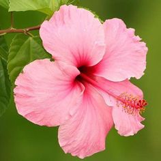 a pink flower with green leaves in the background