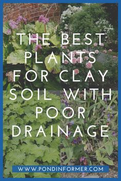 the best plants for clay with poor drainage