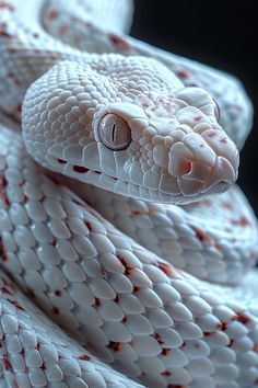 a white snake with red spots on it's head