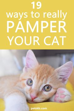 an orange cat laying on top of a yellow cushion with the words 19 ways to really pamper your cat