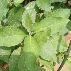 green leaves with water drops on them