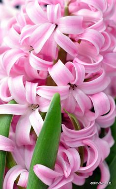 pink flowers are blooming in the garden