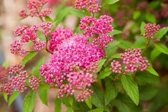 pink flowers with green leaves in the foreground