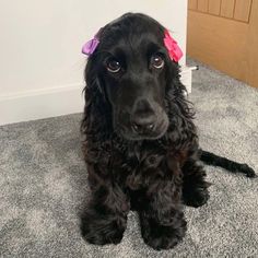 a black dog with pink bows sitting on the floor