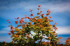 an orange flowered tree in the middle of a field