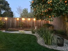 an orange tree in the middle of a backyard with lights on it's branches