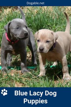 Blue Lacy Dog Puppies Blue Lacy Dog, Blue Lacy, Dog Puppies, Dogs And Puppies, Labrador Retriever, The Good Place