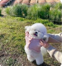 a small white dog wearing a pink sweater and holding it's owner in the grass